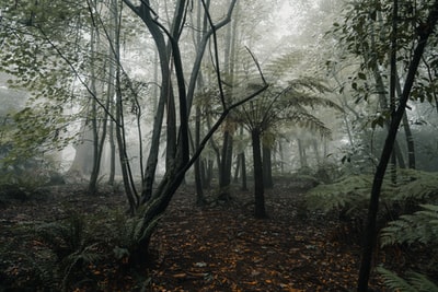 被雾覆盖的树木
